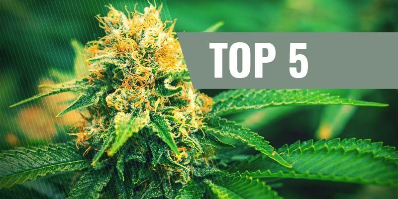 Les 5 Meilleures Graines De Cannabis Féminisées Pour La Culture D'Intérieur