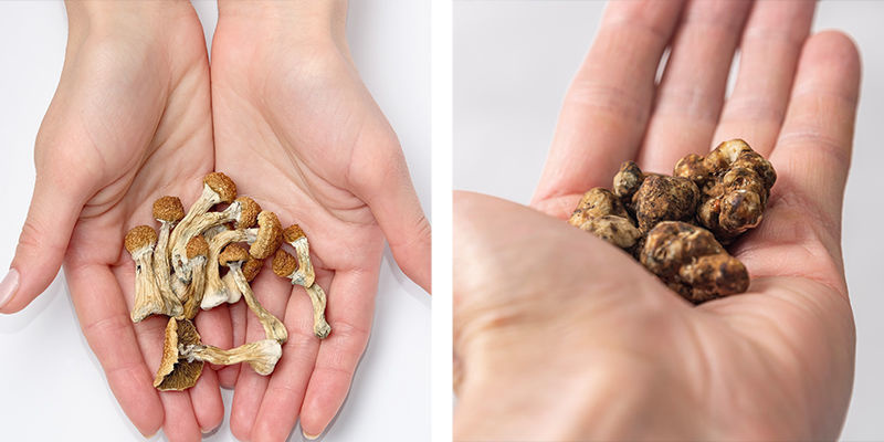 Un récapitulatif sur les truffes magiques et des champignons magiques