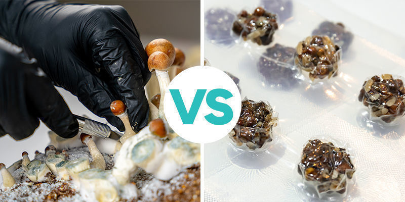 Truffes magiques ou champignons magiques
