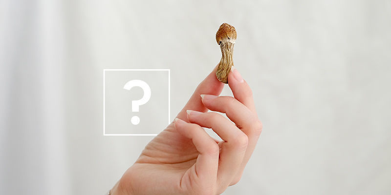 Lequel choisir : truffes magiques ou champignons magiques ?
