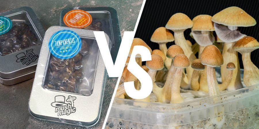 La Différence Entre Les Truffes Et Les Champignons Magiques 