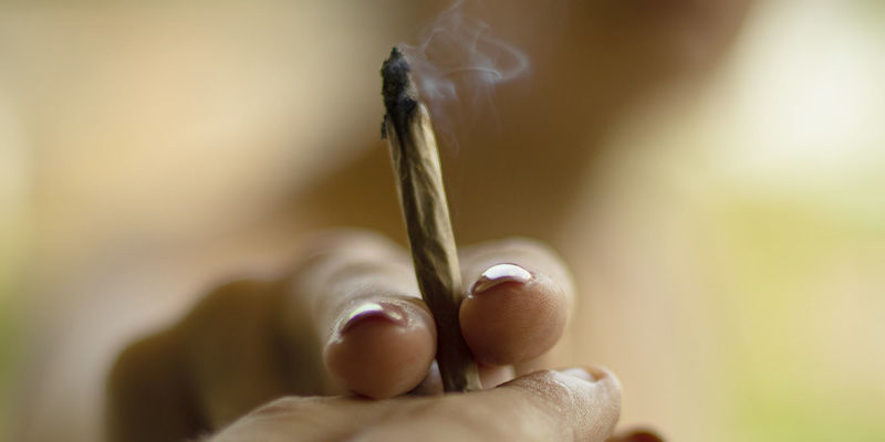 Mot De La Fin Sur L’Effet D’Entourage : Le Plus Grand Mystère Du Cannabis
