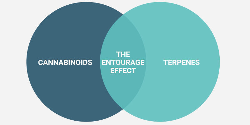 Comment Ressentir L’Effet D’Entourage ?