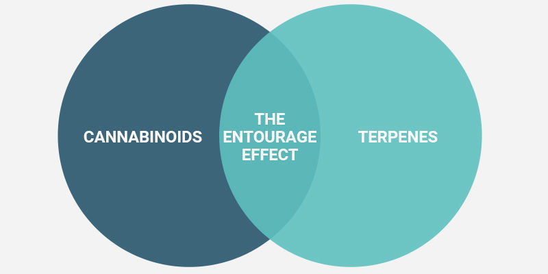 Comment Ressentir L’effet D’entourage ?