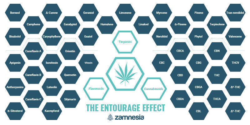 L’Effet D’Entourage : L’Un Des Grands Mystères Du Cannabis