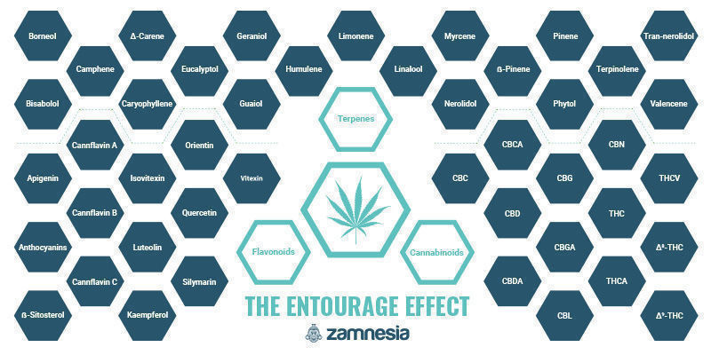 L’effet D’entourage : L’un Des Grands Mystères Du Cannabis