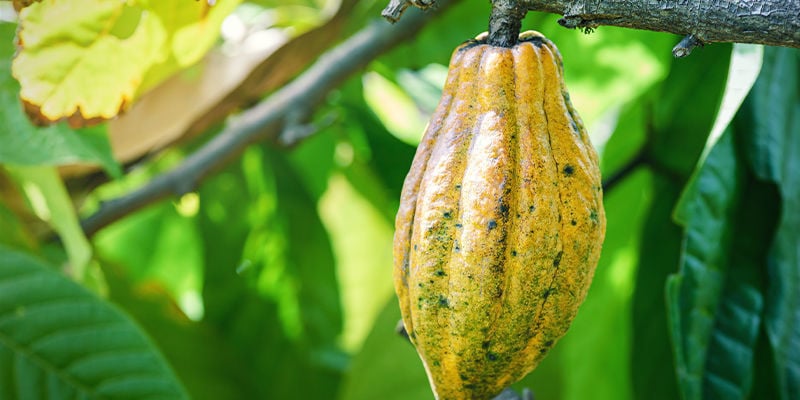 CANNABIS ET CACAO : DEUX DES CULTURES LES PLUS ANCIENNES DE NOS SOCIÉTÉS