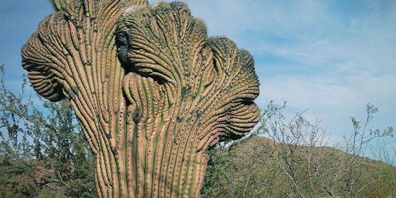 San Pedro À Crête (Echinopsis Pachanoi Cristata)