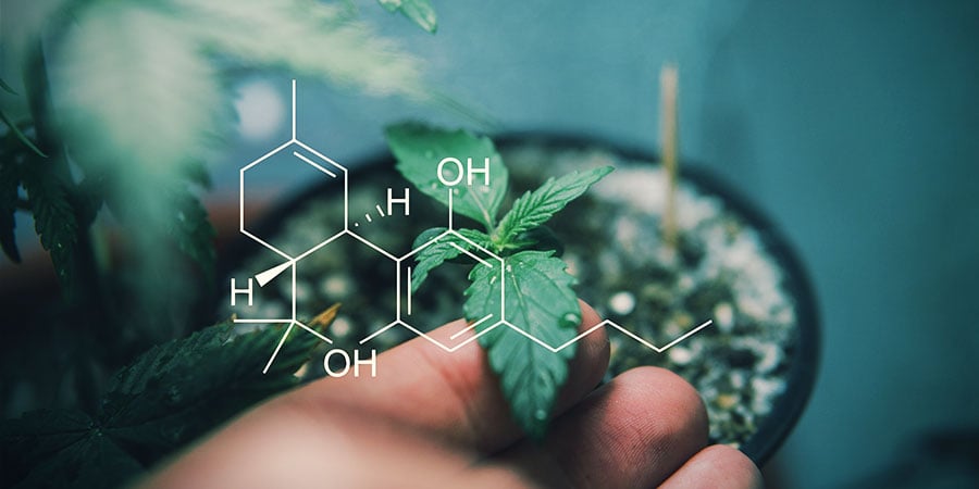 En Apprendre Sur Les Cannabinoïdes