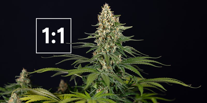 Les meilleures variétés de cannabis avec un ratio CBD:THC de 1:1