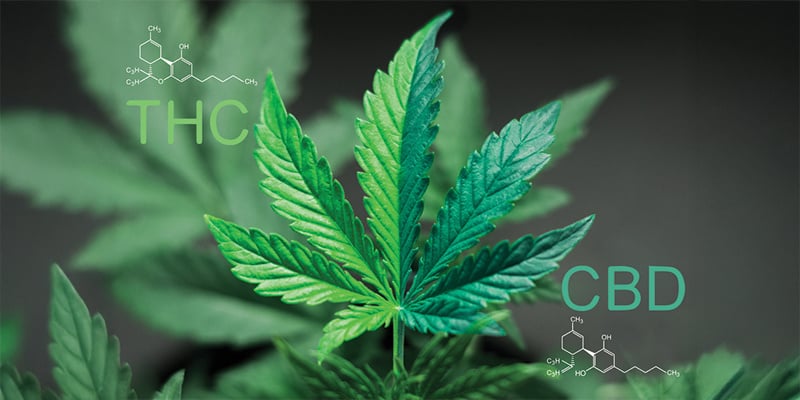 Qu’est-ce qu’un ratio CBD:THC 1:1 ?