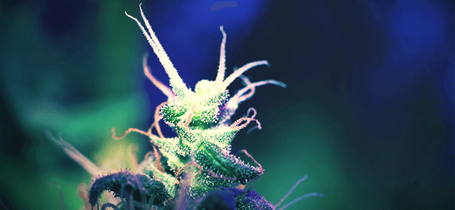 Culture La Cannabis De Led Lampes En – Futur Le 80NOynvmw