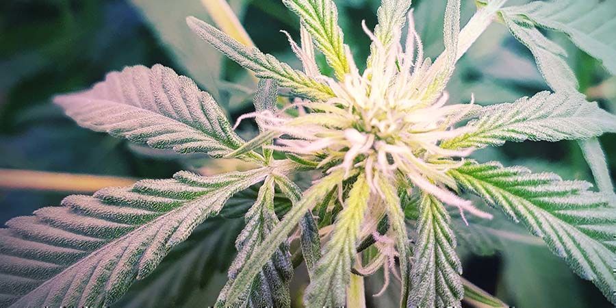 L’Ultime Variété Riche En CBD : CBD Fix Auto