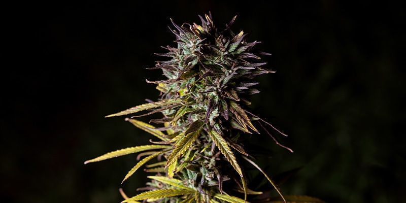 Fat banana Par Royal Queen Seeds: Gros Coup Fruité