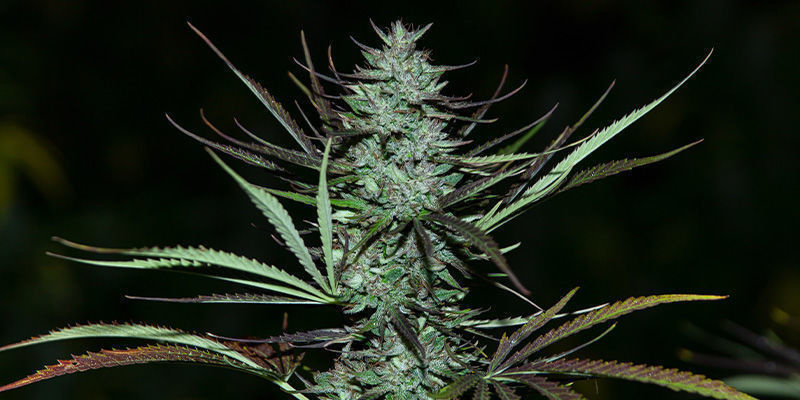 Love Peace de VIP Seeds : un régal sur lequel Comté