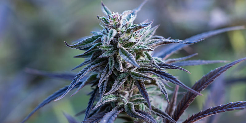 Serious Happiness de chez des Serious Seeds: Heureuz en amour!