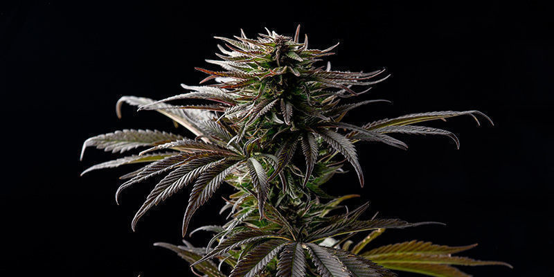 Sugar Black Rose de chez Delicious Seeds: Dites-le avec des fleurs!