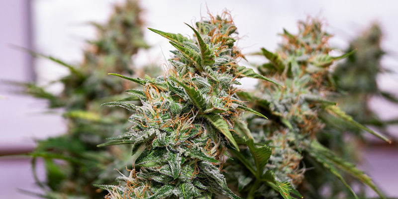 Wedding Cake de Zamnesia Seeds : Pour Passer Vos Soirées Dans La Bonne Humeur !