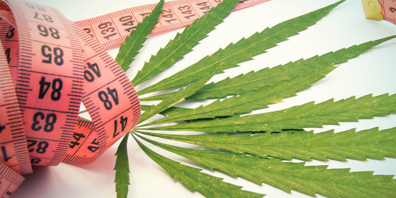 Le Cannabis Peut-Il Aider à Perdre du Poids ?