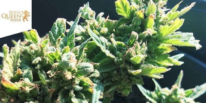Meilleure Variété Cannabis Perdre Poids