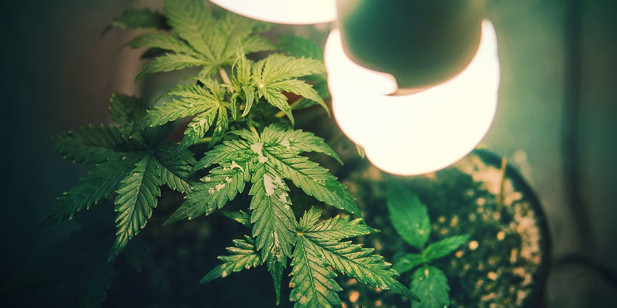 Comment Le Spectre De Lumière Affecte L’étirement De Vos Plants