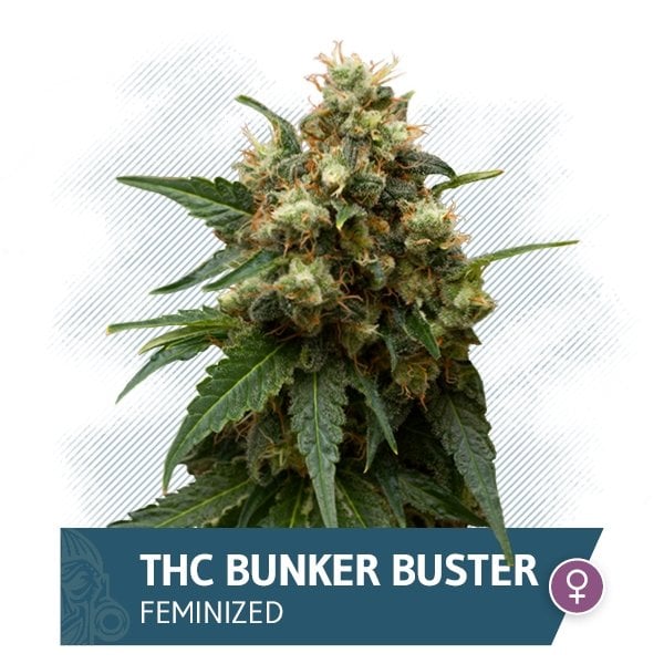 THC Bunker Buster (Zamnesia Seeds) feminized