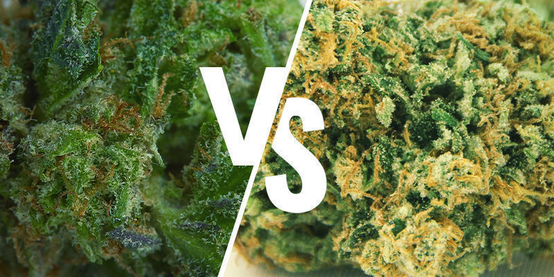 WEED COLLANTE VS SÈCHE