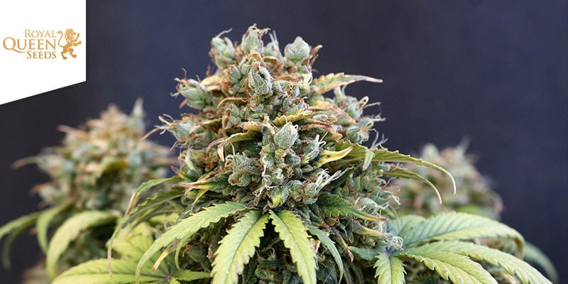 Fast Eddy Automatic (Royal Queen Seeds)