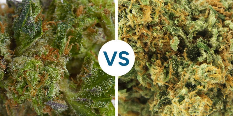 WEED COLLANTE VS SÈCHE