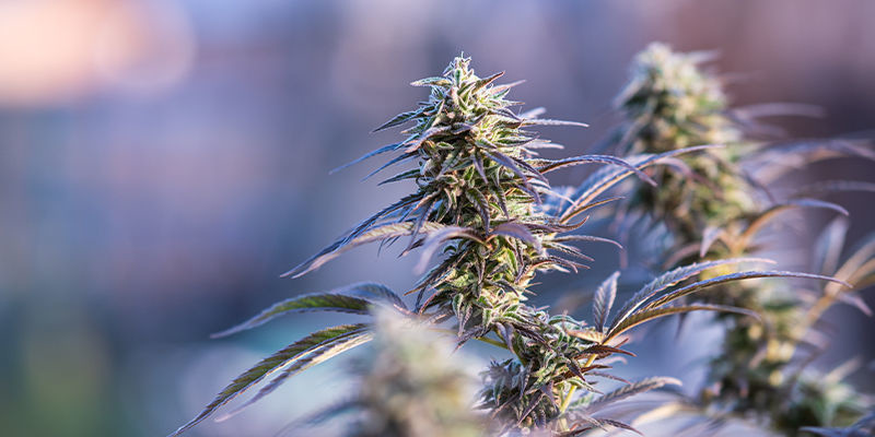 6 Variétés De Cannabis Avec 1 % De THC Ou Moins