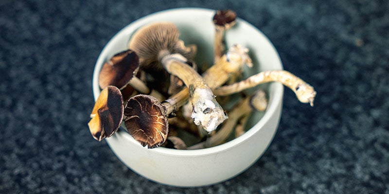 Comment Cuisiner Les Champignons Magiques - Zamnesia Blog