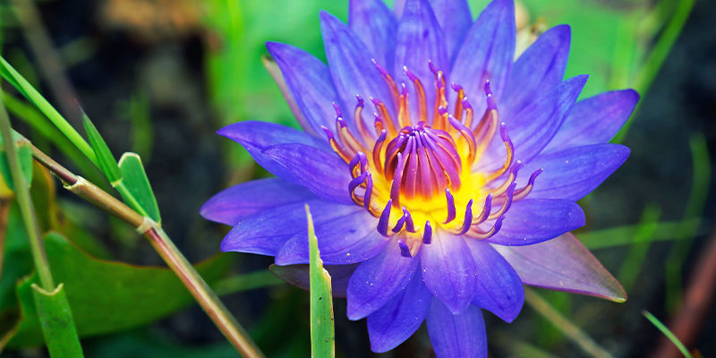 LOTUS BLEU (NYMPHAEA CAERULEA)