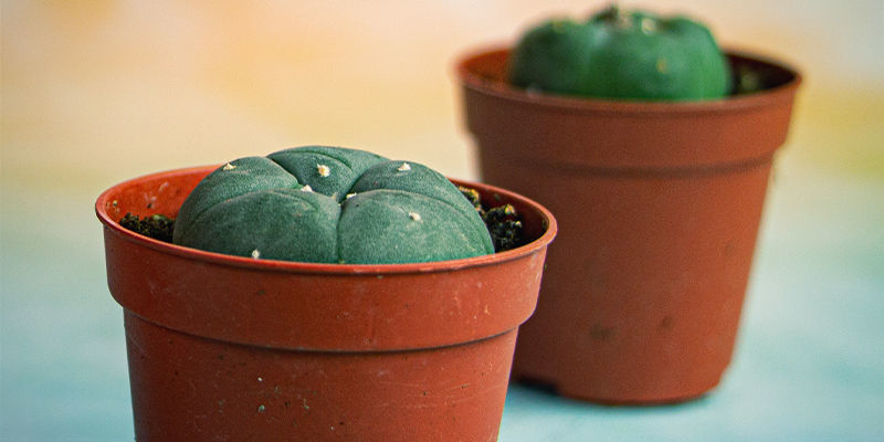 PEYOTE (LOPHOPHORA WILLIAMSII)