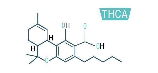 Benefits And Effects Of THCA