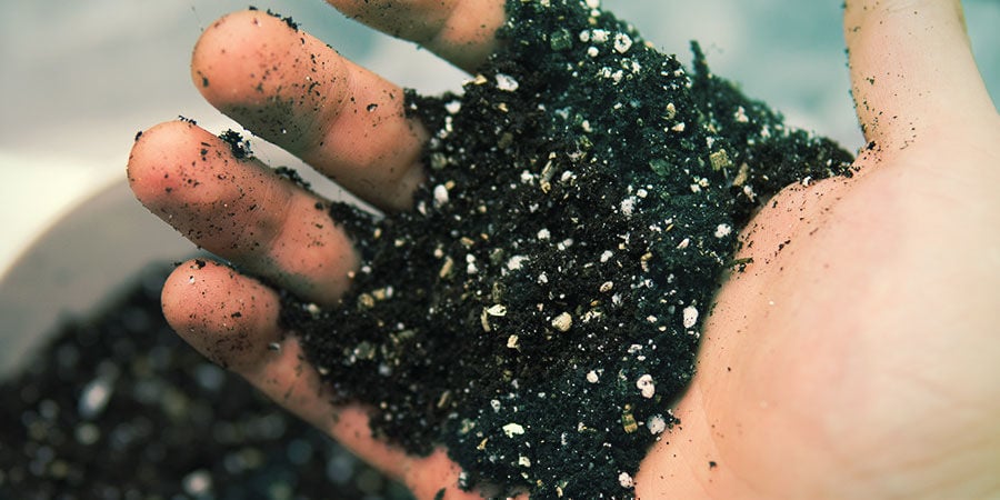 Préparez une terre riche et bien drainée - Banisteriopsis Caapi