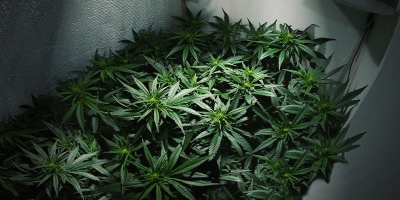 Peut-On Faire Plusieurs Récoltes de cannabis en Se Servant De La Même Salle De Culture ?