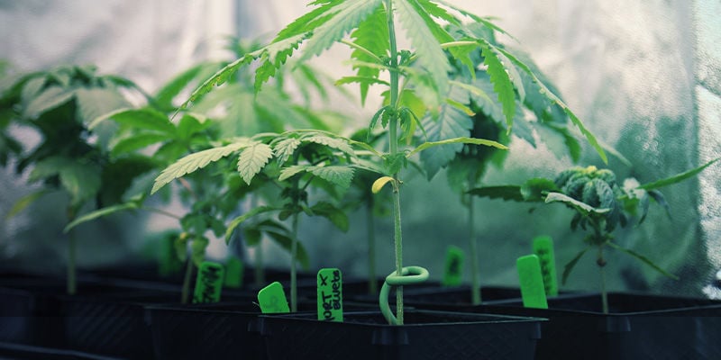 Rotation Des Cultures - Récolte Perpétuelle De Cannabis