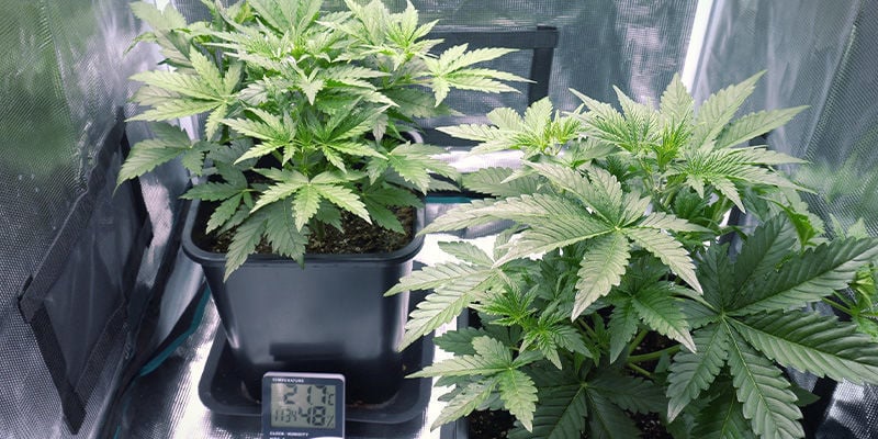 Fournitures Et Équipements - Récolte Perpétuelle De Cannabis