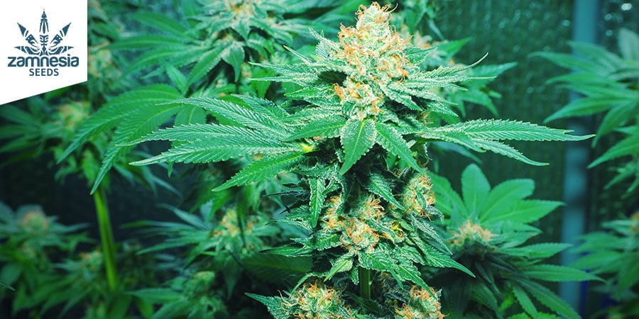 AMNESIA HAZE (ZAMNESIA SEEDS) : VOYAGE TROPICAL TRIPPANT