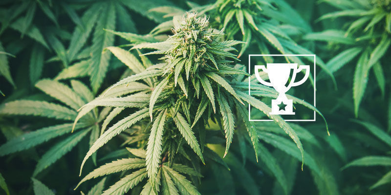 Les Variétés Récompensées Sont À L’avant-garde Des Cannabis Clubs Espagnols