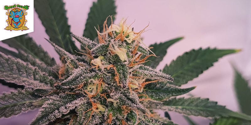 Cream Caramel (Sweet Seeds) : La Triple Menace Hybride