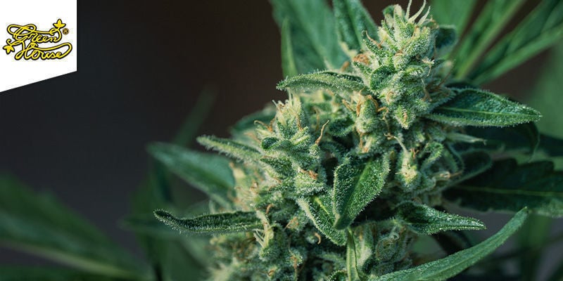 SUPER LEMON HAZE (GREENHOUSE SEEDS) : LA SINSEMILLA NAVETTE SPATIALE