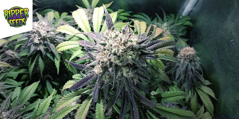 ZOMBIE KUSH (RIPPER SEEDS) : THE WALKING DANK