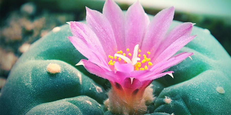 Lophophora Decipiens