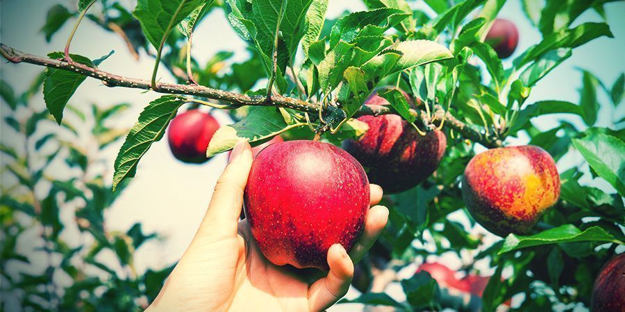 Fruit Tree (Cali Connection)