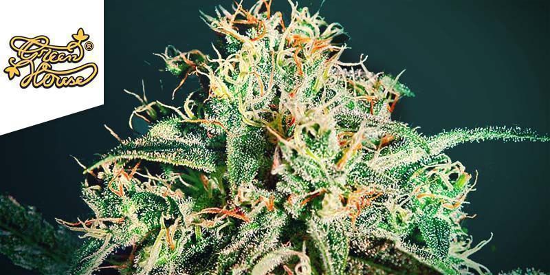 A.M.S PAR GREEN HOUSE SEEDS