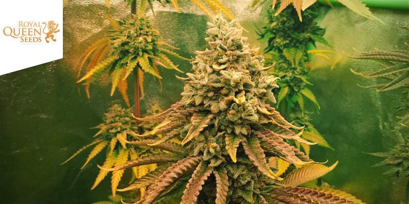 Sherbet Queen De Royal Queen Seeds