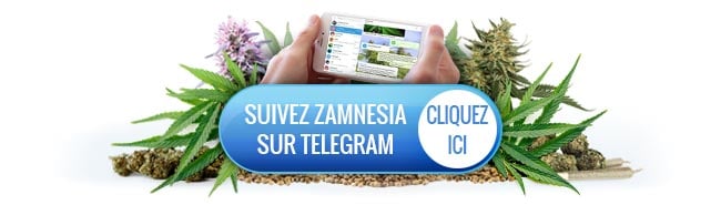 Zamnesia Telegram