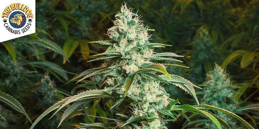 Sour Diesel (Bulldog Seeds) 