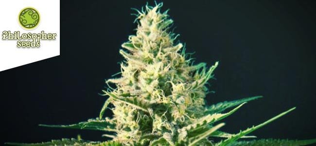 Black Bomb (Philosopher Seeds)